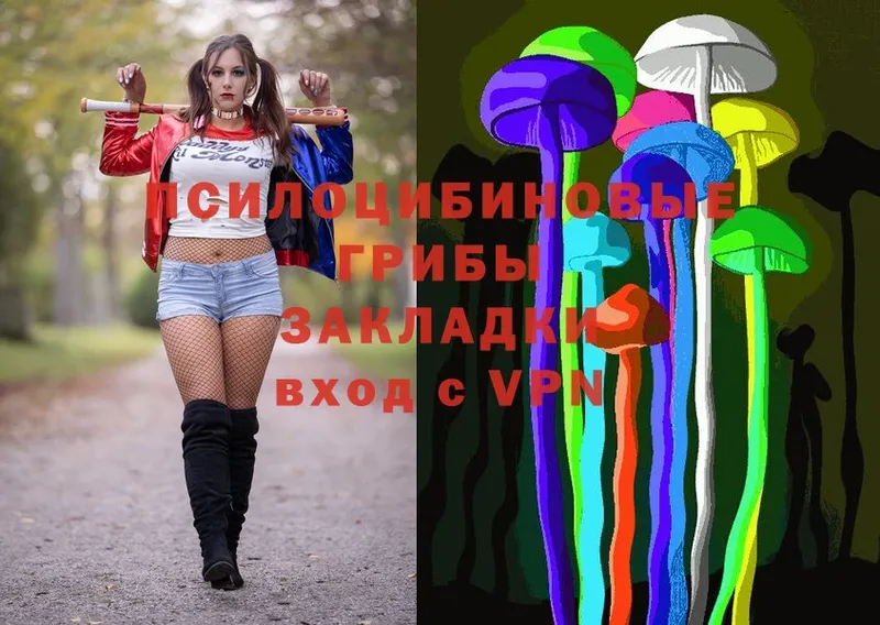 Псилоцибиновые грибы Psilocybine cubensis  Багратионовск 